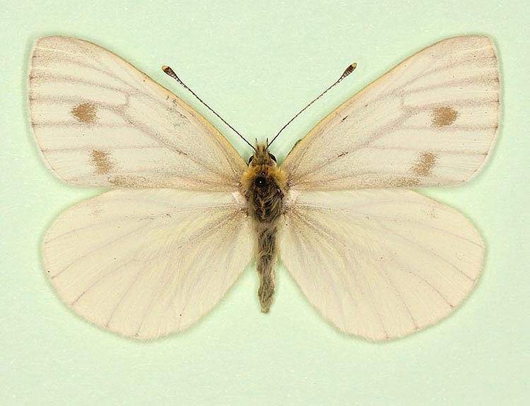 Pieris napi female (aberrant form fuscosignata 3) (Internet Image property of respective owner, non-commercial use only)
